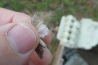 Hoplodrina ambigua