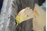 Ennomos alniaria