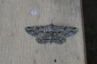 Peribatodes rhomboidaria