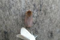 Phragmatobia fuliginosa