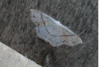 Cyclophora punctaria