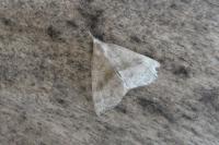 Hypena proboscidalis