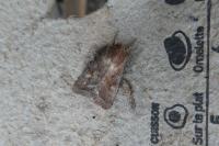 Lacanobia oleracea
