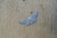Idaea seriata