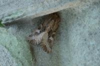 Luperina dumerilii