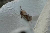 Triodia sylvina