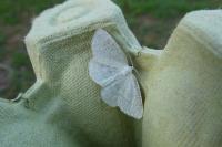 Cabera exanthemata