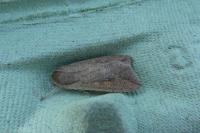 Mythimna unipuncta
