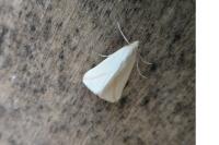 Rhodometra sacraria