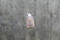 Carcina quercana