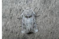 Luperina testacea