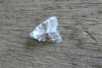 Meganola albula