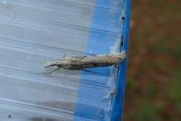 Agriphila geniculea