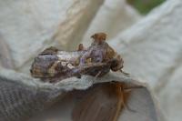 Chrysodeixis chalcites