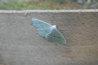 Campaea margaritaria