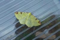 Opisthograptis luteolata