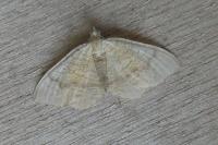 Camptogramma bilineata