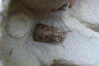 Agrotis bigramma