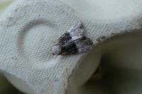 Mesoligia furuncula