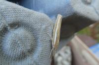 Agriphila tristella