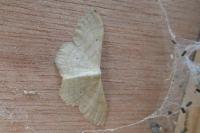 Idaea deversaria/straminata