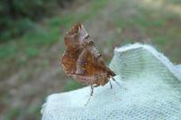 Selenia dentaria