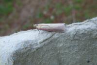 Oncocera semirubella