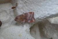 Noctua janthe/janthina