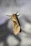 Triodia sylvina