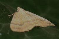 Camptogramma bilineata