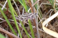 Diasemiopsis ramburialis