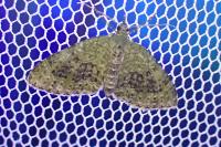 Acasis viretata