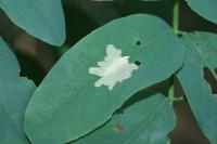 Parectopa robiniella
