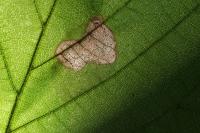 Phyllonorycter coryli