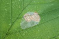 Phyllonorycter coryli