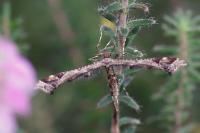 Amblyptilia acanthadactyla