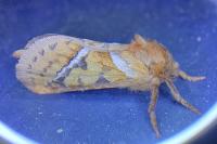 Triodia sylvina