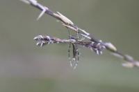Buckleria paludum