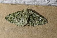 Cleorodes lichenaria