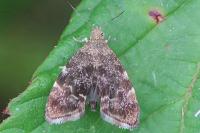 Anthophila fabriciana
