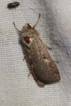 Xestia xanthographa