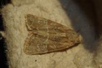 Mesoligia furuncula