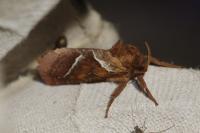 Triodia sylvina