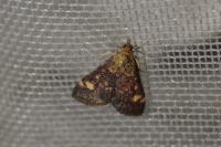 Pyrausta aurata