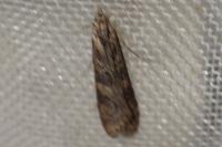 Nomophila noctuella