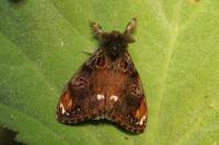 Orgyia recens