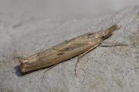 Agriphila geniculea