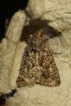 Thalpophila matura
