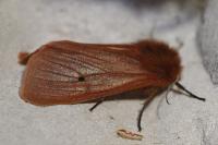 Phragmatobia fuliginosa