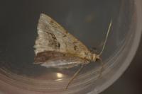 Chiasmia aestimaria